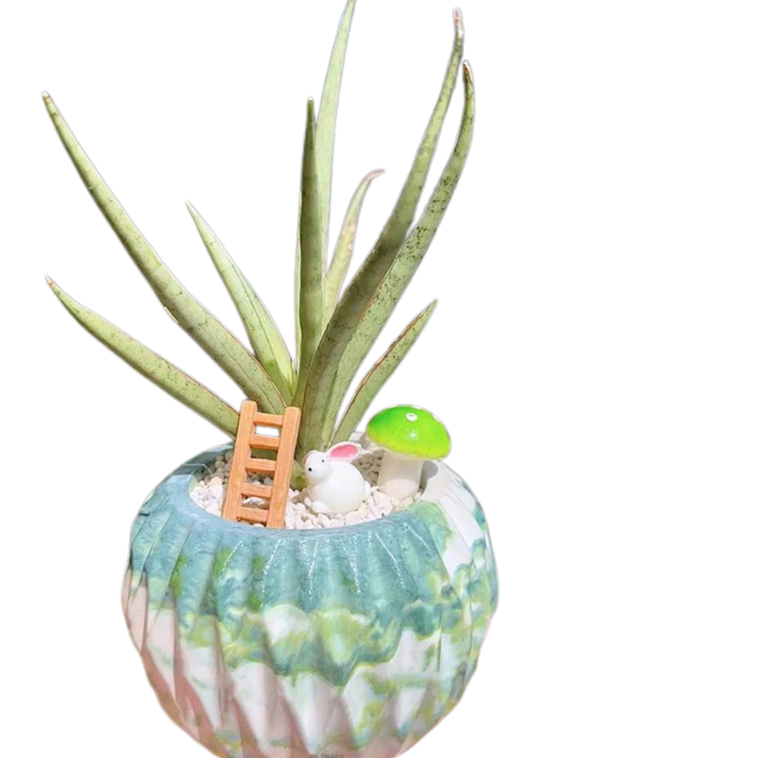 Sansevieria Lady Charm x Bella Planter Indoor Air-Purifying Snake Plant –  The Flower Room