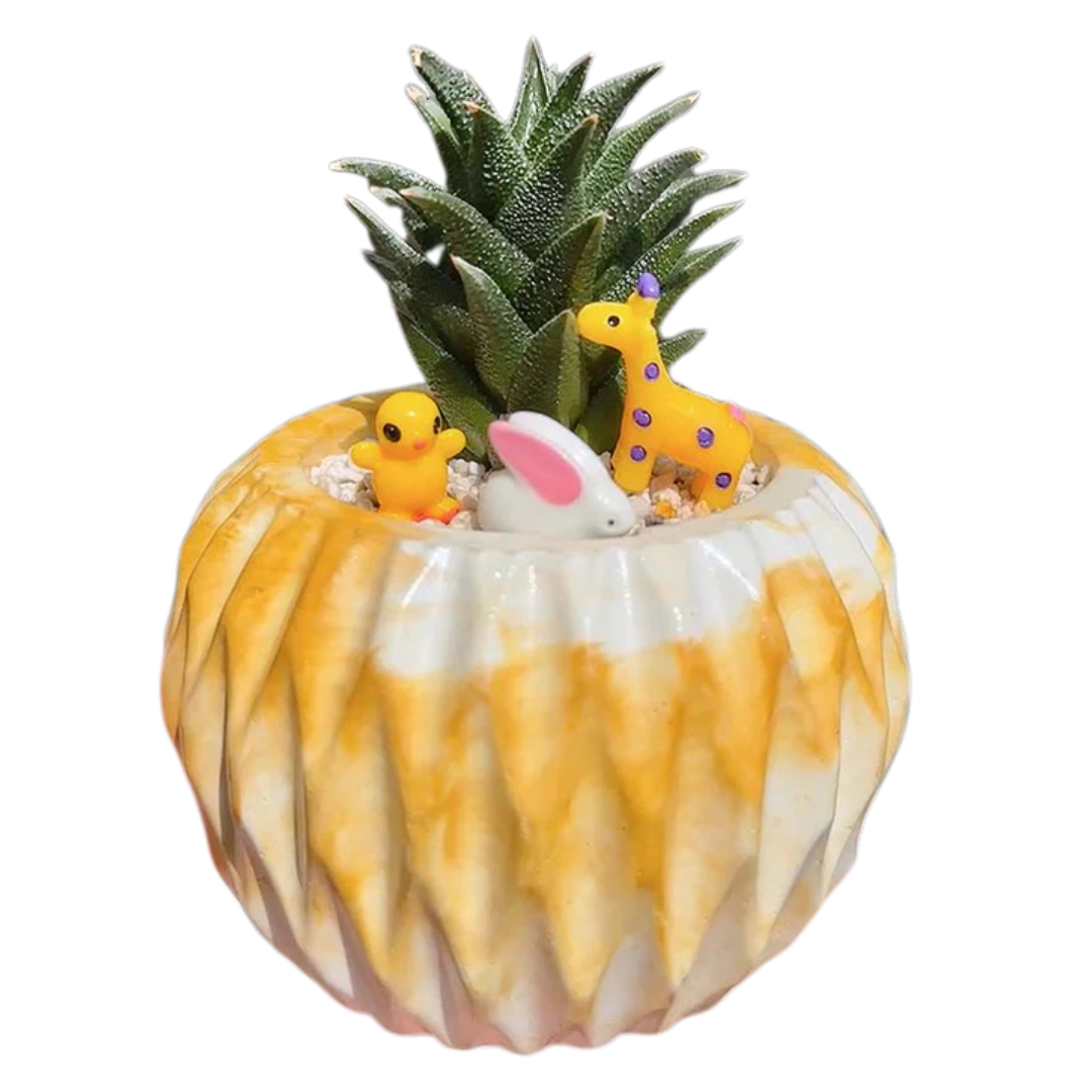 Haworthia Tortuosa