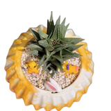 Haworthia Tortuosa
