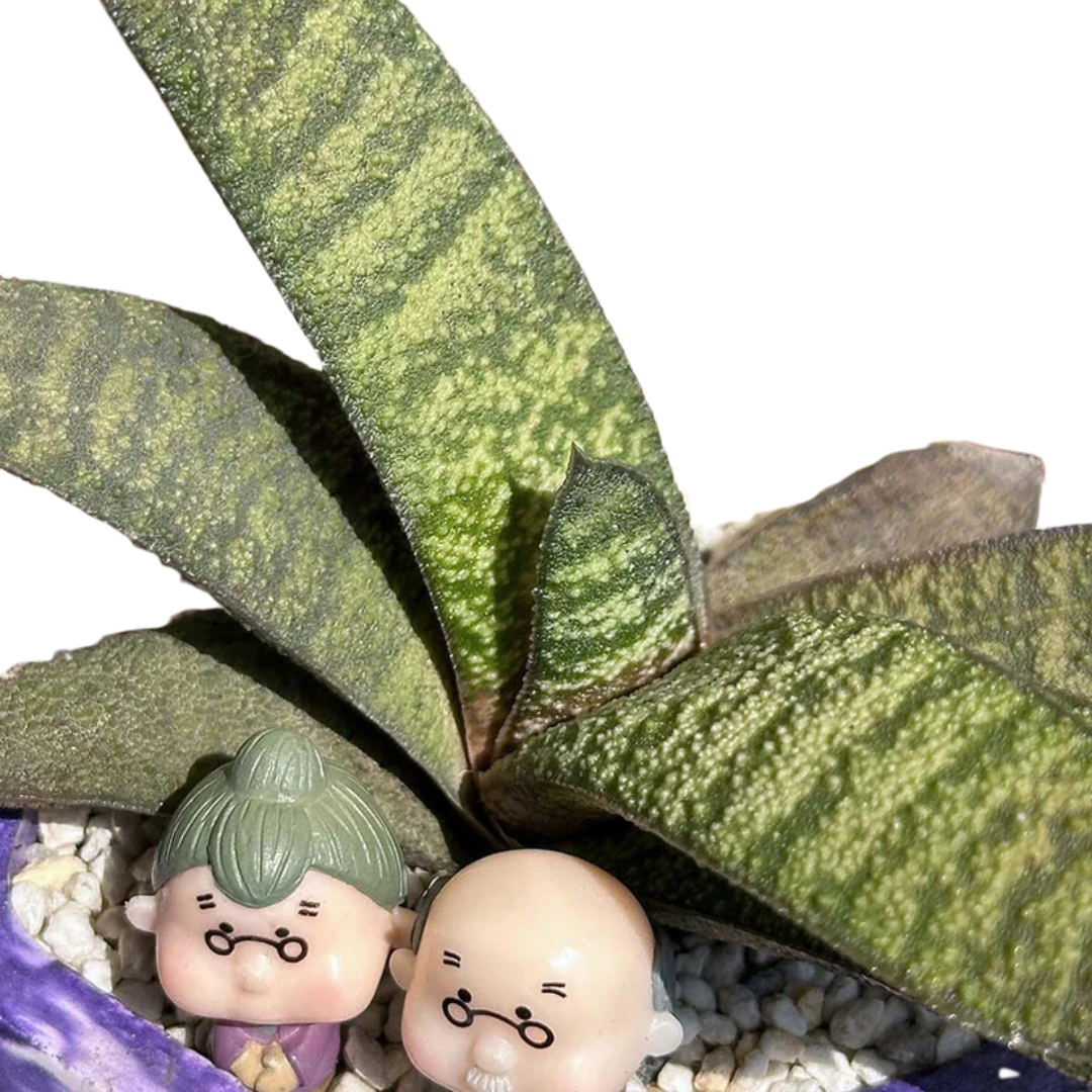 Gasteria Batesiana