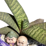 Gasteria Batesiana