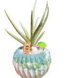 Sansevieria Lady Charm x Bella
