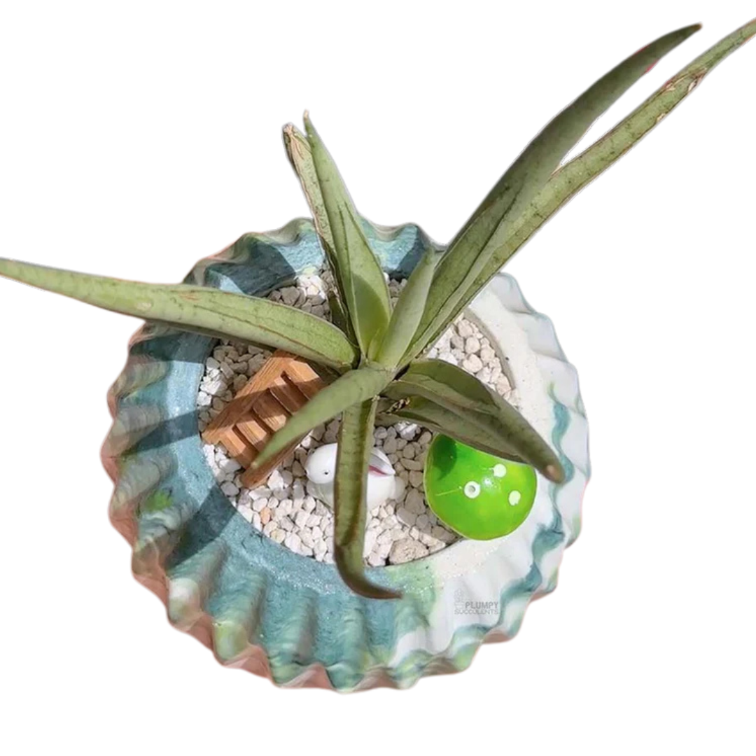Sansevieria Lady Charm x Bella Planter Indoor Air-Purifying Snake Plant –  The Flower Room