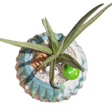Sansevieria Lady Charm x Bella