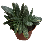 A Gasteria succulent with dark green, speckled leaves and yellow streaks in a brown pot, shown with the background removed (transparent PNG).