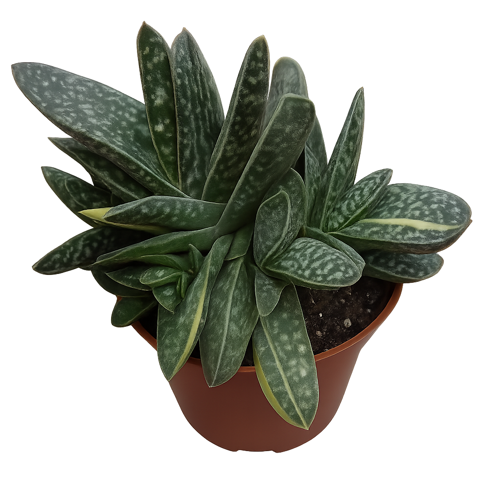 A Gasteria succulent with dark green, speckled leaves and yellow streaks in a brown pot, shown with the background removed (transparent PNG).