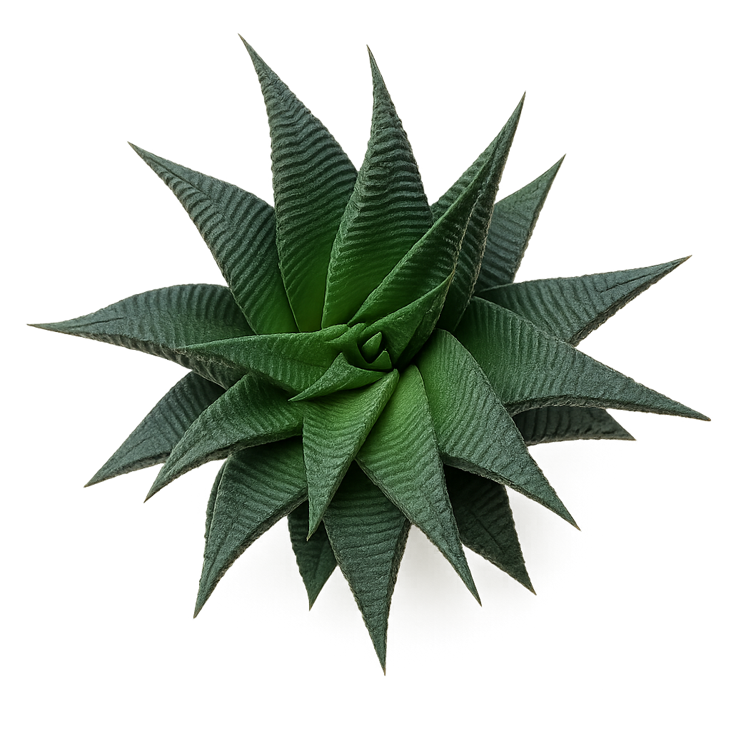 Haworthia Tortuosa – Whimsy Wild