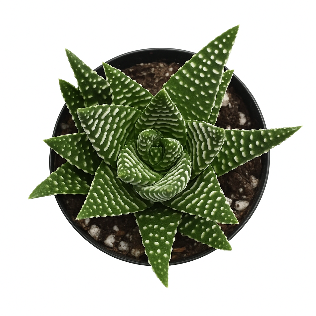 Haworthia Pumila – Honeybee Jungle