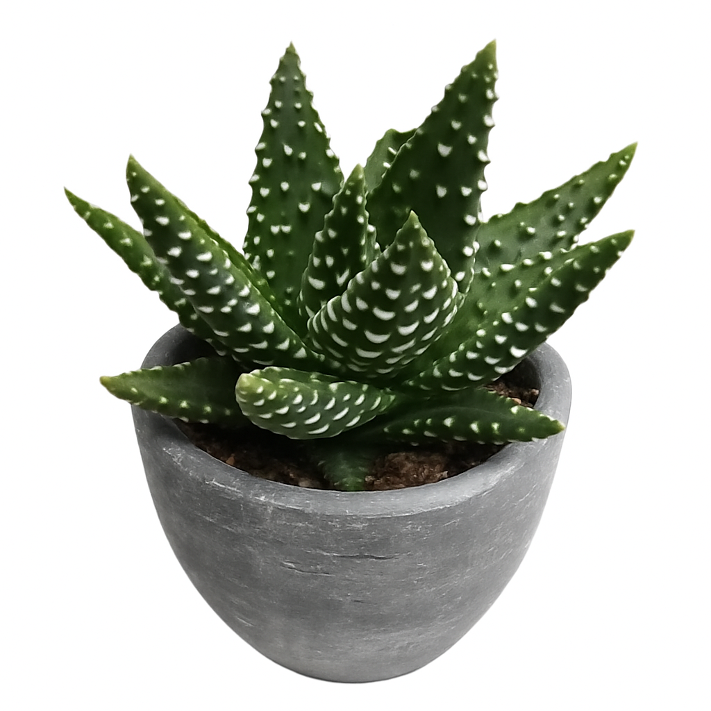 Haworthia Pumila – Honeybee Jungle