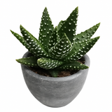 Haworthia Pumila – Honeybee Jungle