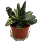 Gasteria Batesiana succulent in a brown plastic pot with thick, speckled green and yellow-striped leaves, isolated on a transparent background (PNG).