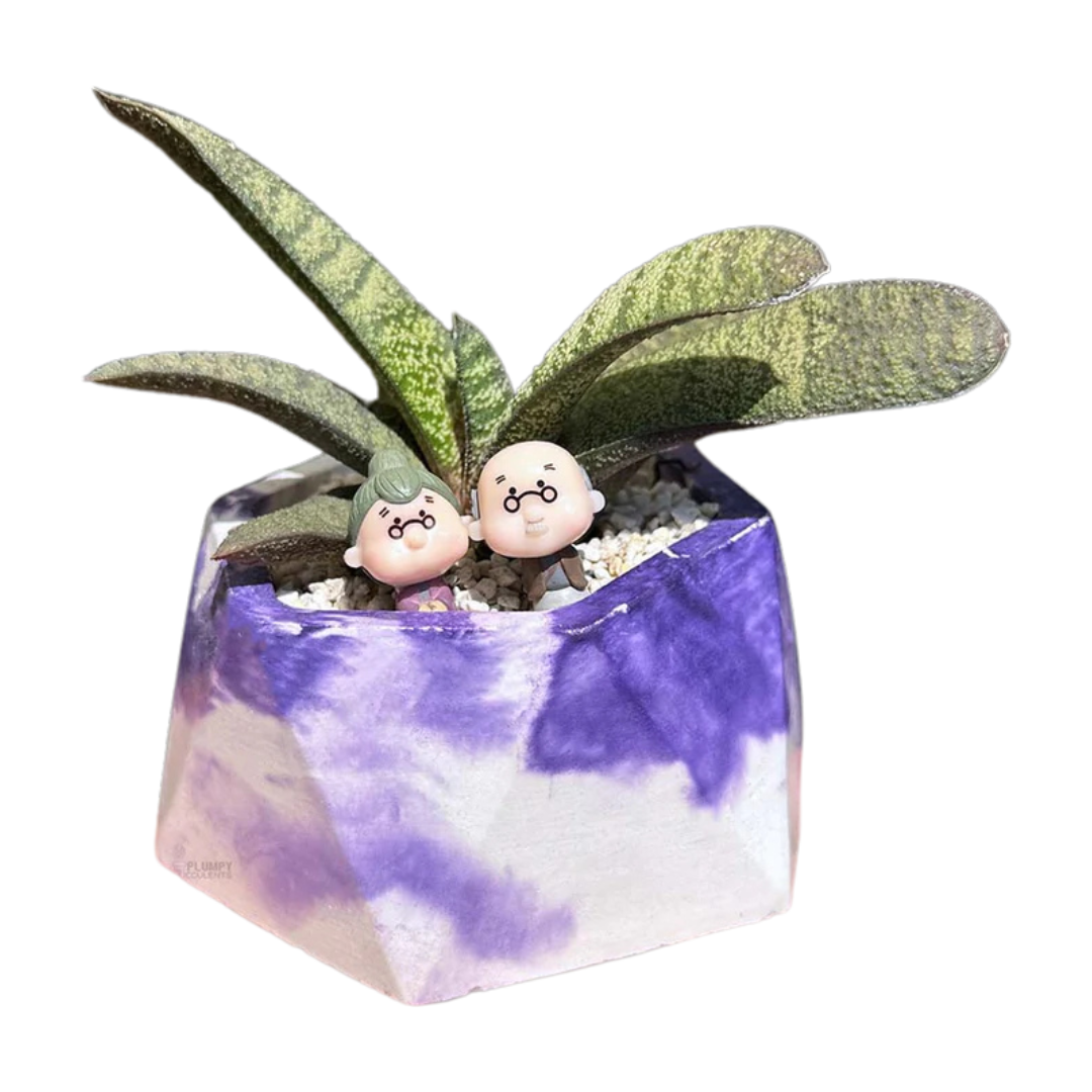 Gasteria Batesiana succulent with mottled green leaves in a 5-inch purple and white geometric planter, decorated with cute figurines and white pebbles.
