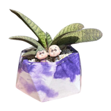 Gasteria Batesiana succulent with mottled green leaves in a 5-inch purple and white geometric planter, decorated with cute figurines and white pebbles.