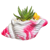 Haworthia Pumila succulent with spotted green leaves in a 5-inch pink and white shell planter, decorated with a yellow duck figurine.
