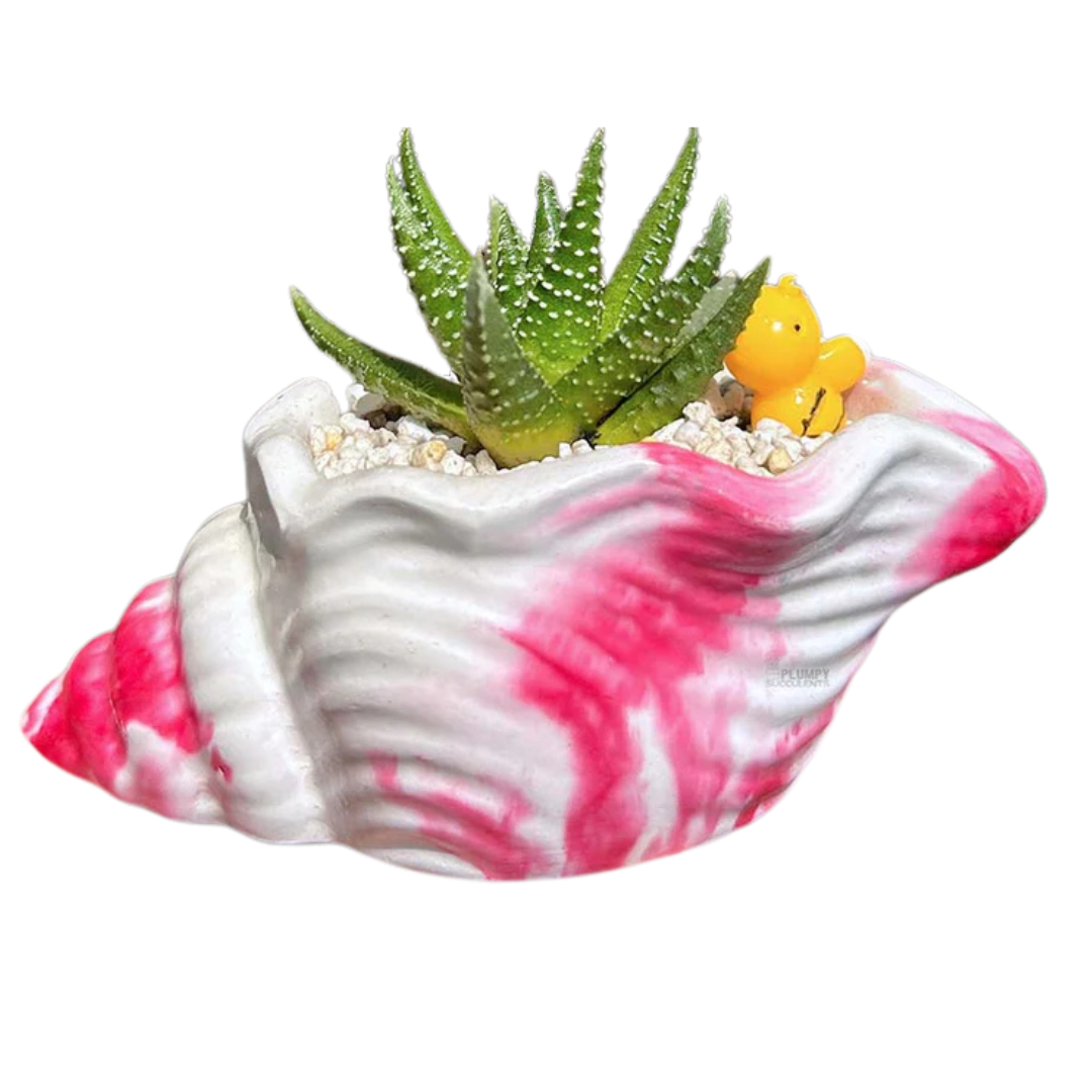 Haworthia Pumila succulent with spotted green leaves in a 5-inch pink and white shell planter, decorated with a yellow duck figurine.