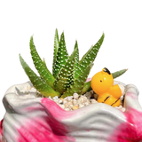 Haworthia Pumila succulent with spotted green leaves in a 5-inch pink and white shell planter, decorated with a yellow duck figurine.