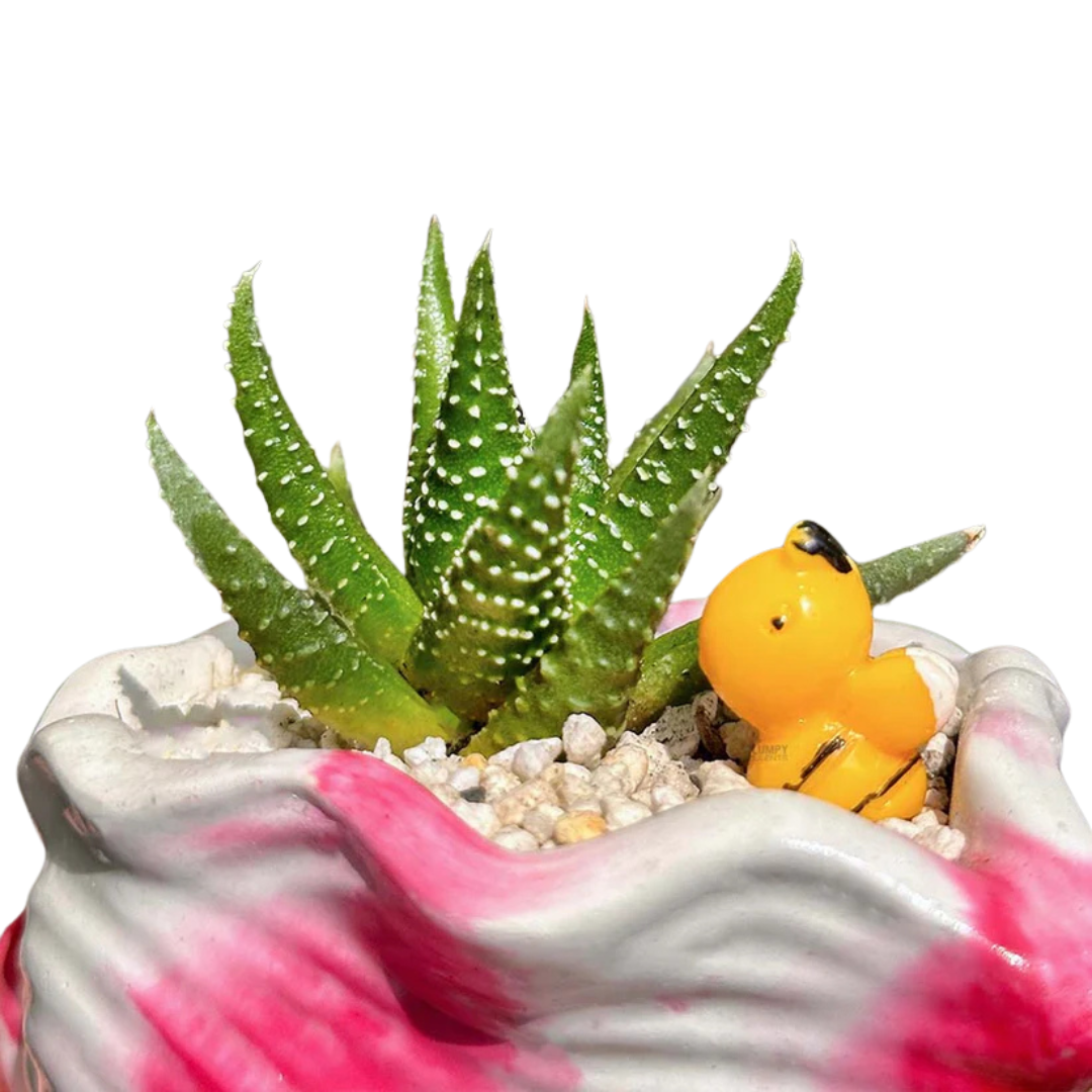 Haworthia Pumila succulent with spotted green leaves in a 5-inch pink and white shell planter, decorated with a yellow duck figurine.