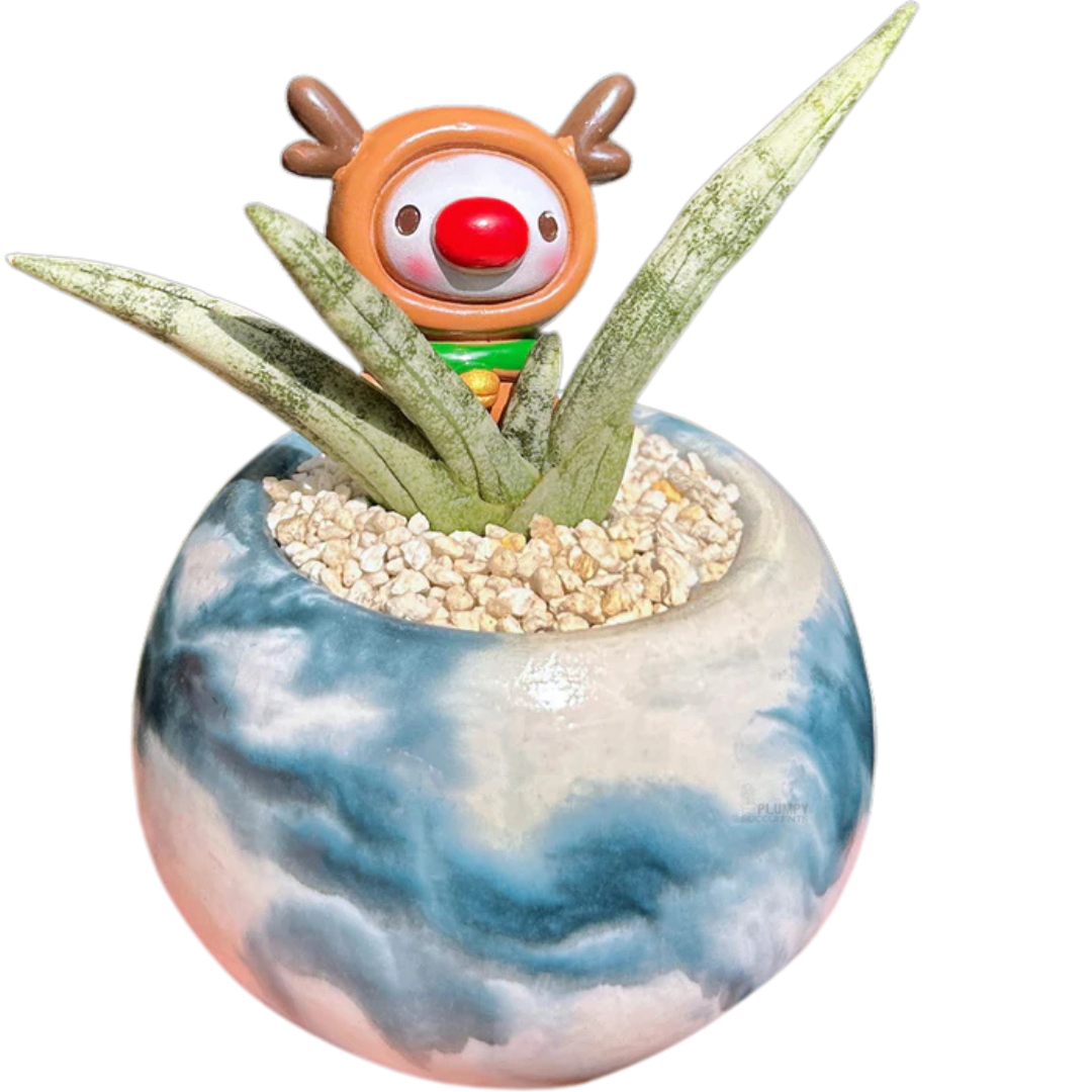 Sansveria Cylindrica snake plant with long cylindrical green leaves in a 5-inch blue and white round planter, decorated with a reindeer figurine and white pebbles.