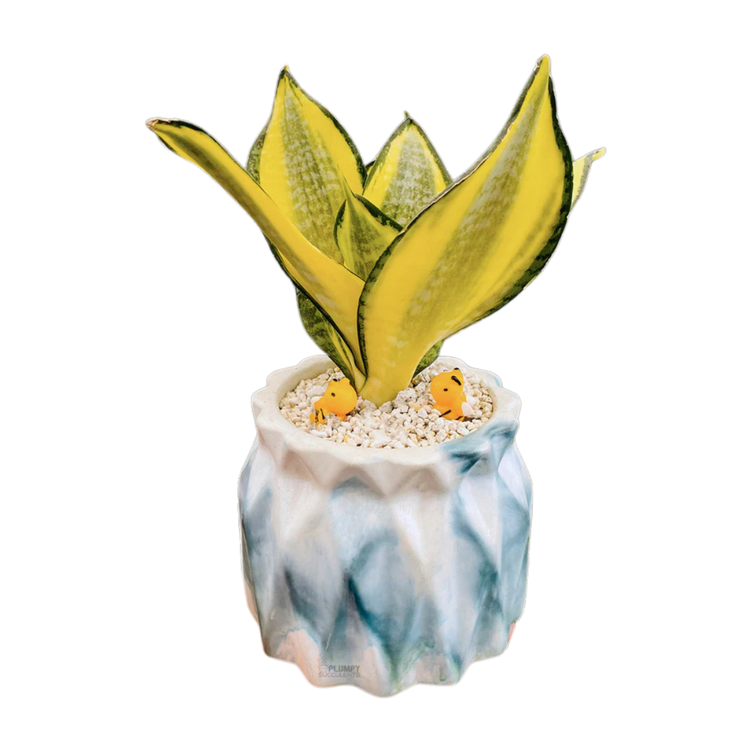Sansveria Golden Hahnii Golden Snake Plant with yellow edged leaves in a 5 inch artistic blue white ceramic jar planter with white pebbles
