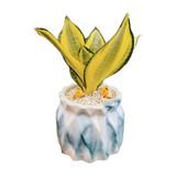 Sansveria Golden Hahnii Golden Snake Plant with yellow edged leaves in a 5 inch artistic blue white ceramic jar planter with white pebbles