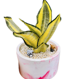 Sansveria Golden Hahnii Golden Snake Plant with yellow-edged leaves in a 5-inch pink and white round planter, decorated with koala figurines and white pebbles.