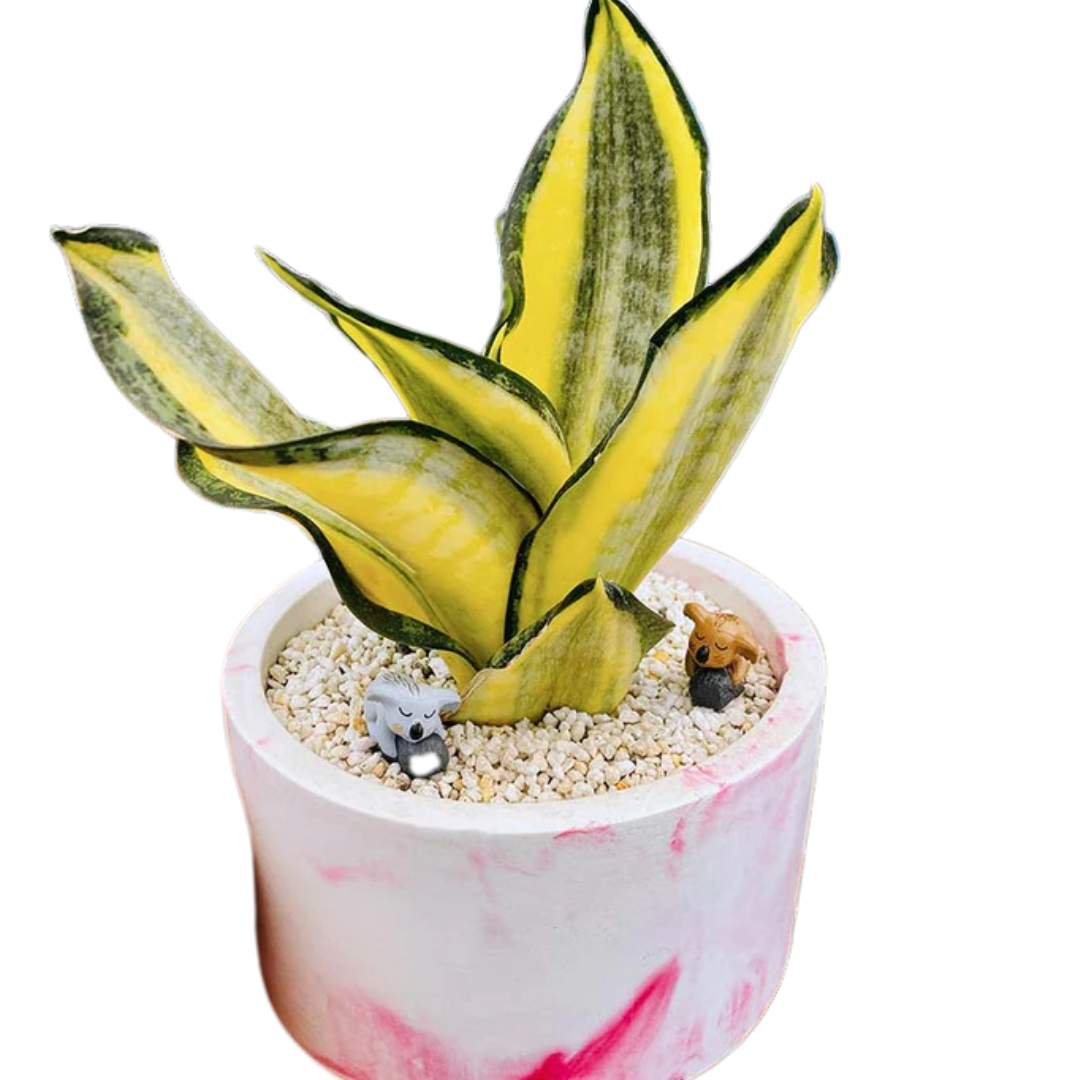 Sansveria Golden Hahnii Golden Snake Plant with yellow-edged leaves in a 5-inch pink and white round planter, decorated with koala figurines and white pebbles.