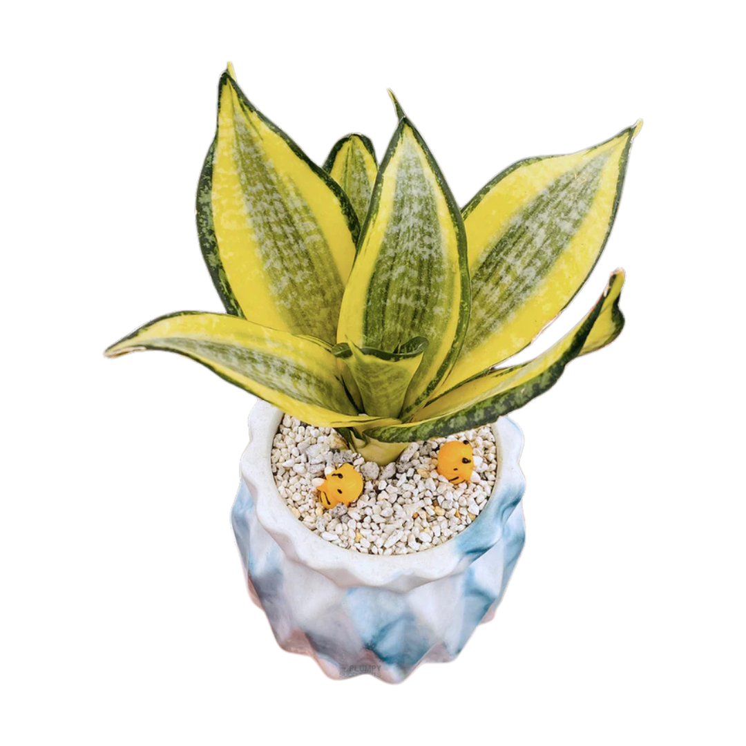 Sansveria Golden Hahnii Golden Snake Plant with yellow edged leaves in a 5 inch artistic blue white ceramic jar planter with white pebbles
