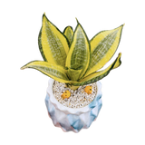 Sansveria Golden Hahnii Golden Snake Plant with yellow edged leaves in a 5 inch artistic blue white ceramic jar planter with white pebbles