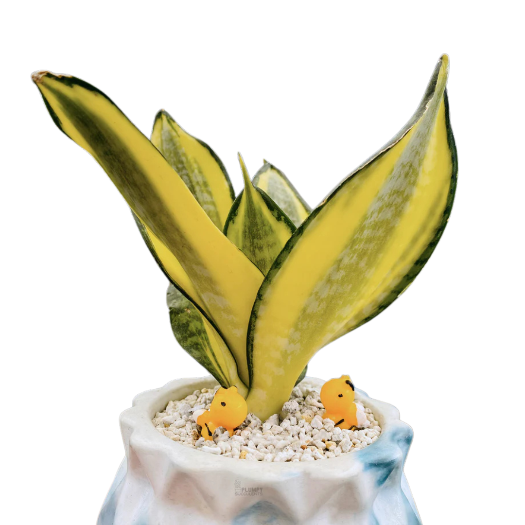 Sansveria Golden Hahnii Golden Snake Plant with yellow edged leaves in a 5 inch artistic blue white ceramic jar planter with white pebbles