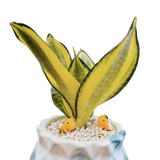 Sansveria Golden Hahnii Golden Snake Plant with yellow edged leaves in a 5 inch artistic blue white ceramic jar planter with white pebbles