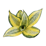 Sansveria Golden Hahnii Golden Snake Plant with yellow edged leaves in a 5 inch artistic blue white ceramic jar planter with white pebbles