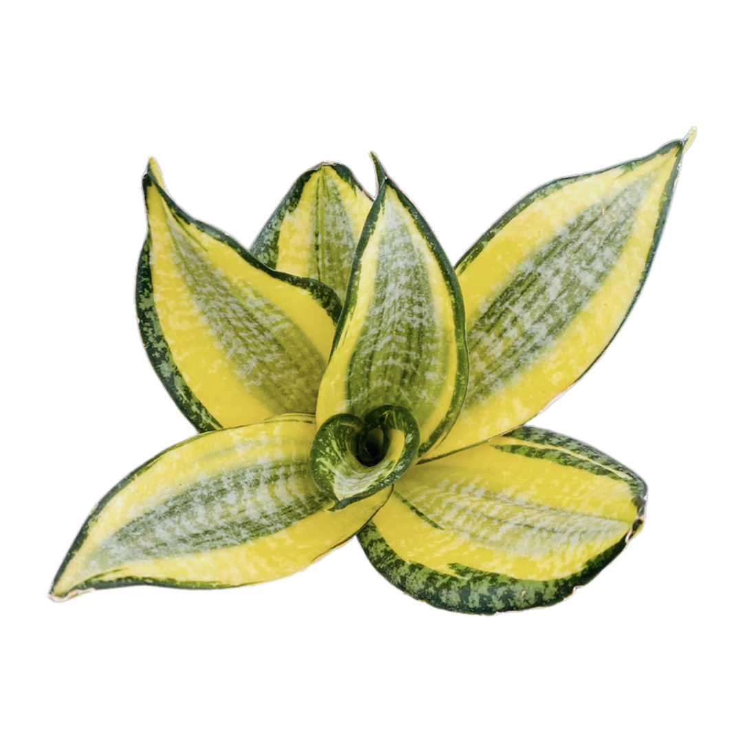 Sansveria Golden Hahnii Golden Snake Plant with yellow edged leaves in a 5 inch artistic blue white ceramic jar planter with white pebbles