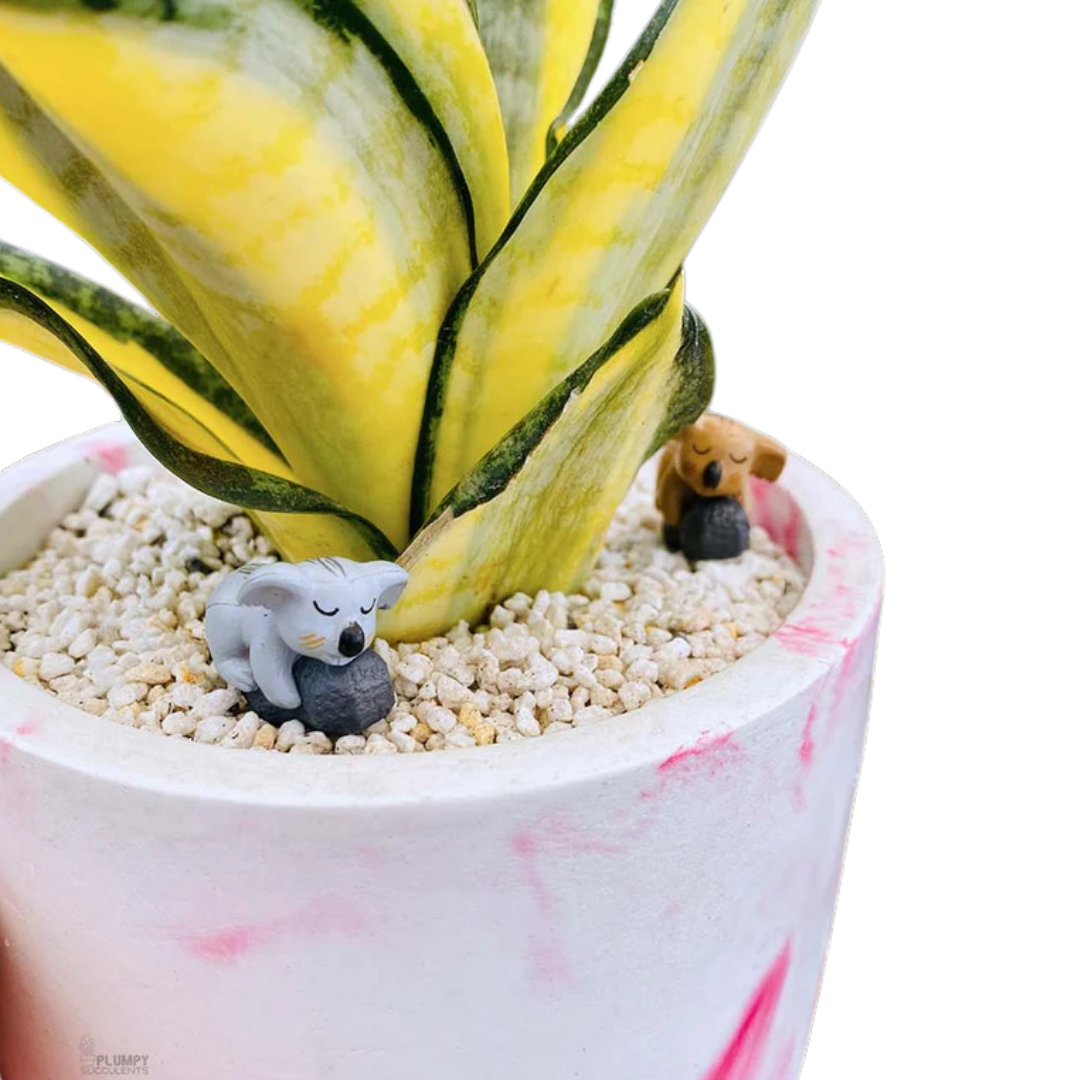 Sansveria Golden Hahnii Golden Snake Plant with yellow-edged leaves in a 5-inch pink and white round planter, decorated with koala figurines and white pebbles.