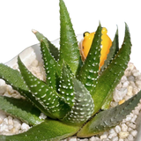 haworthia-pumila-succulent-5-inch-shell-planter