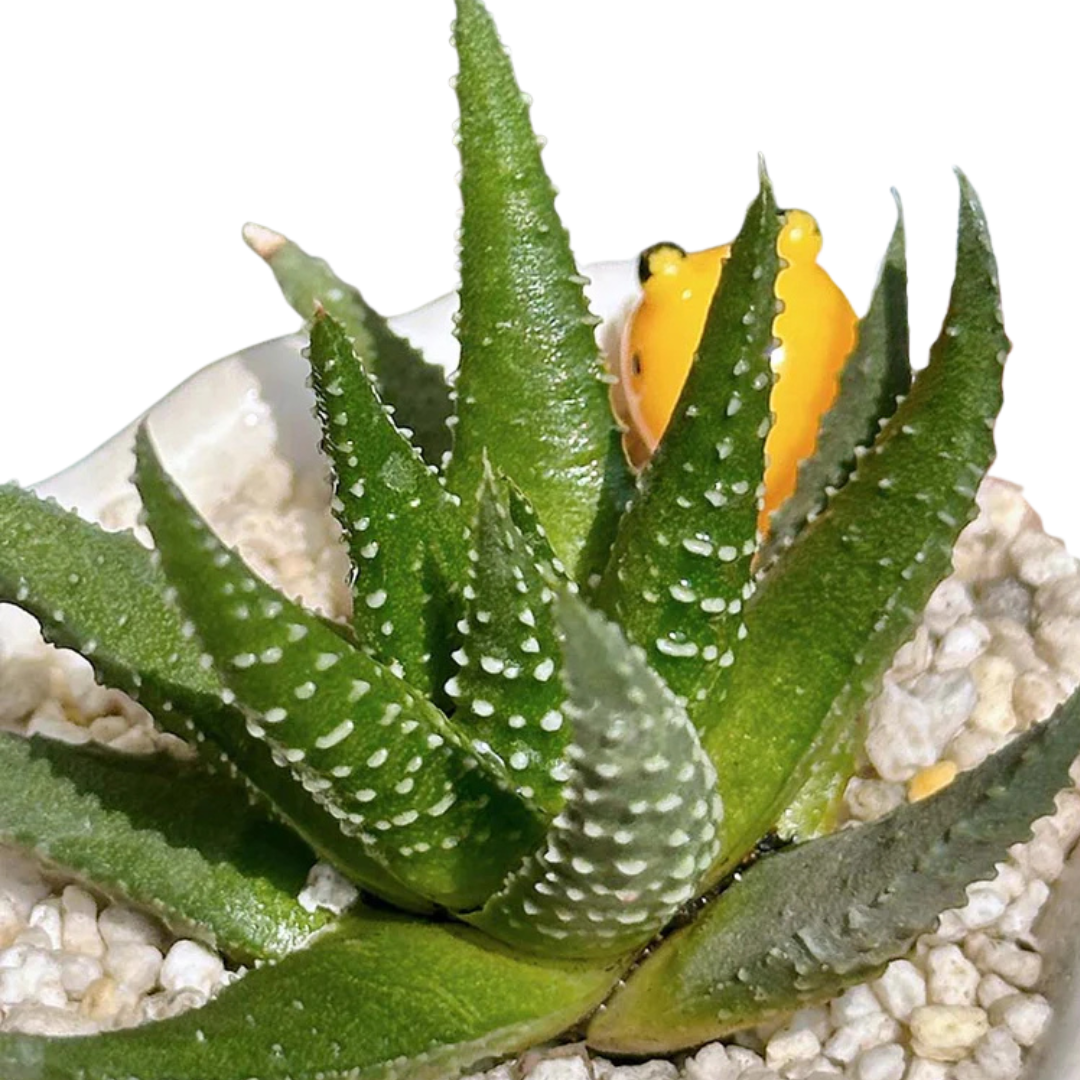 haworthia-pumila-succulent-5-inch-shell-planter
