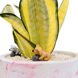 Sansveria Golden Hahnii Golden Snake Plant with yellow-edged leaves in a 5-inch pink and white round planter, decorated with koala figurines and white pebbles.