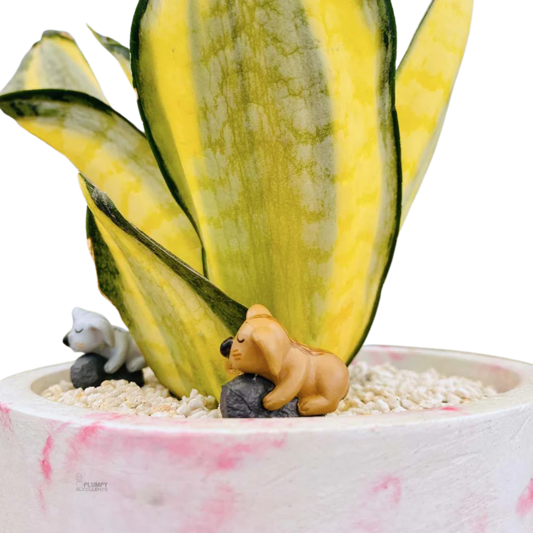 Sansveria Golden Hahnii Golden Snake Plant with yellow-edged leaves in a 5-inch pink and white round planter, decorated with koala figurines and white pebbles.